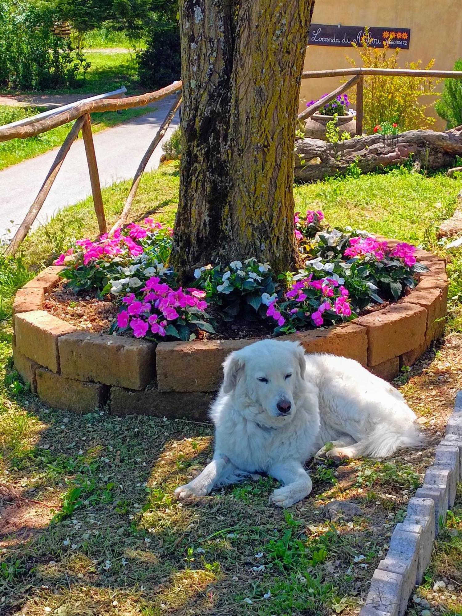 Locanda Di Alberi Borgo San Lorenzo Kültér fotó